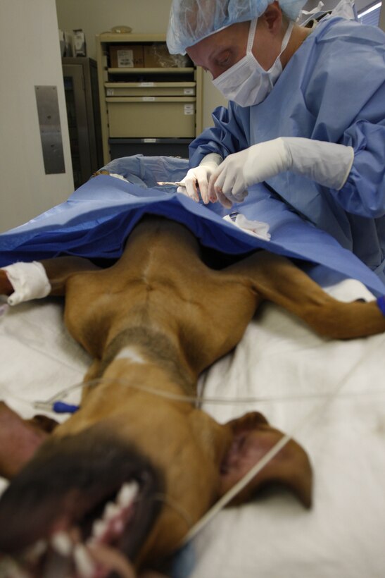 Army Capt. Amy Clark, the officer in charge of the Combat Center’s veterinary clinic, makes an incision on a dog April 12 at the clinic. The military occupational specialty for veterinarians only exists in the Army.