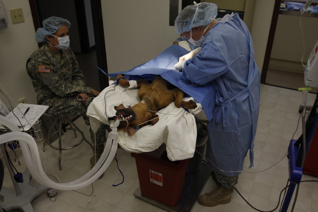 Army Capt. Amy Clark [right], the officer in charge of the Combat Center’s veterinary clinic, operates on a dog April 12 as Spc. Roxana Gatch, a veterinary technician, observes. The clinic is open to both military working dogs and privately owned pets.