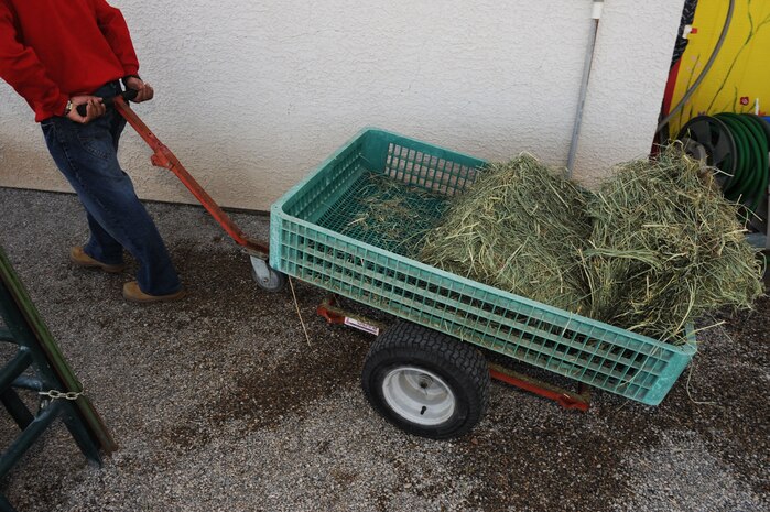 Kim Tanner, retired U.S. Army transportation specialist wheels hay at Spirit Therapies in Las Vegas, Nev., as part of the Horses Healing Heroes program. Mr. Tanner sustained severe injuries after being struck by an improvised explosive device in Iraq in 2005. The Horses Healing Heroes program officially launched on Sept. 11, 2009 is designed to serve both active-duty military and veterans who have been diagnosed with physical and/or mental challenges.
(U.S. Air Force photo/ Master Sgt. Kevin J. Gruenwald)
