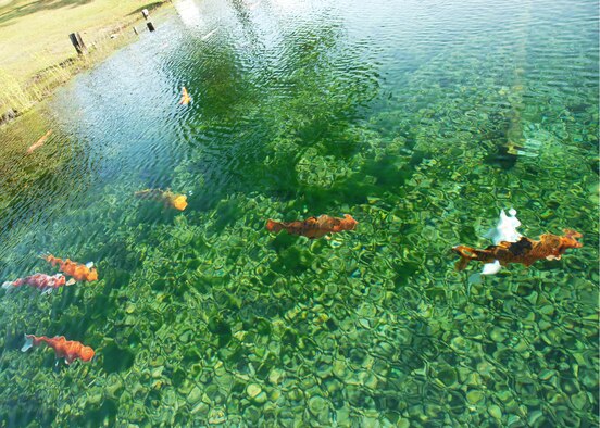 Large Koi fish swim close to the edges of Vortex Spring, a fresh water diving facility used by the Eglin Dive Flight during winter months for Day 3, 4 of the certification course taught here at Eglin.  The class is four days over two weekends and it occurs once a month.  After taking the course, students will be certified to dive in up to 60 feet of water.  Anyone interested in attending the class, can call 850-217-1261.  (U.S. Air Force photo/Samuel King Jr.)