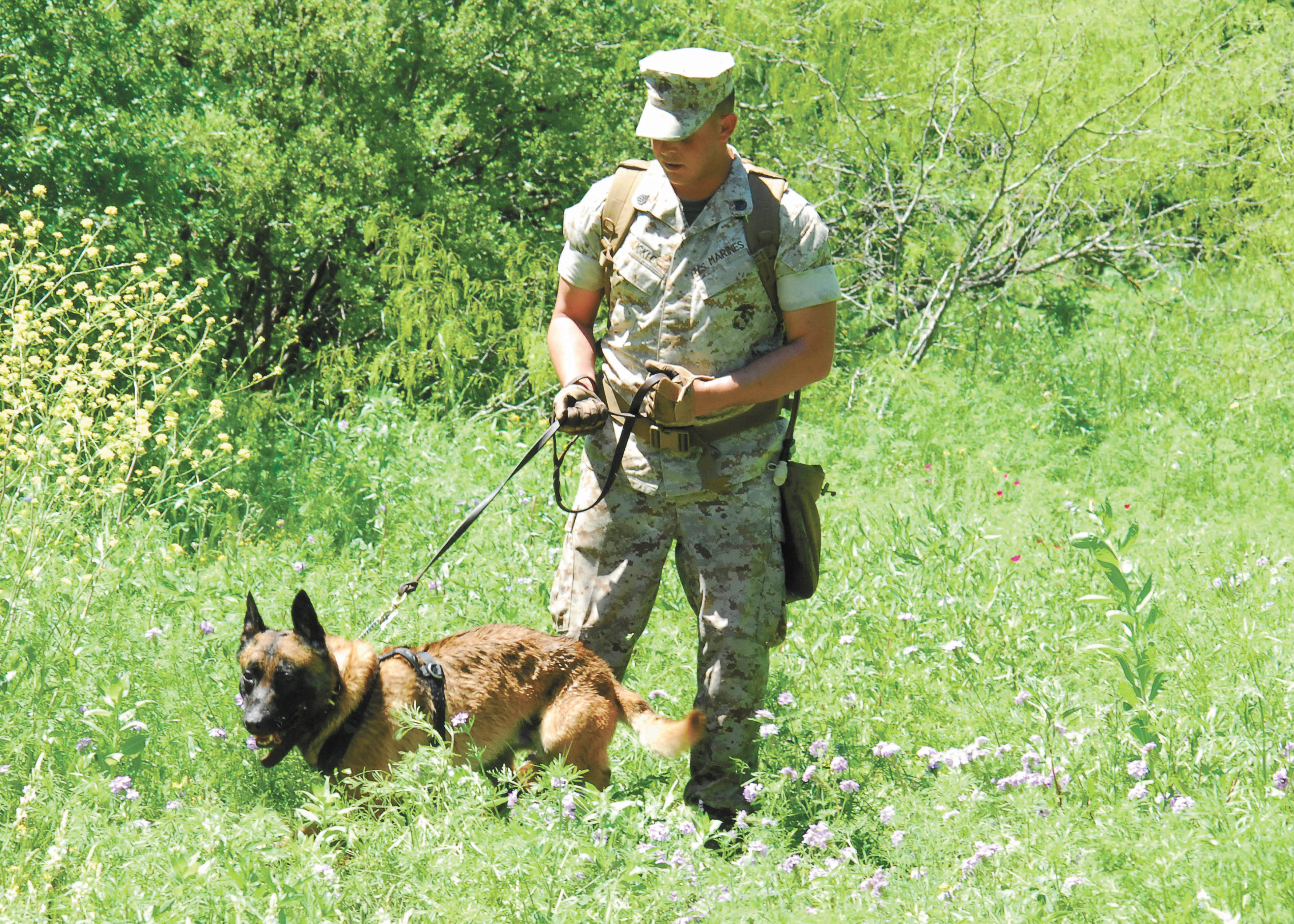 Tracker the dog cheap