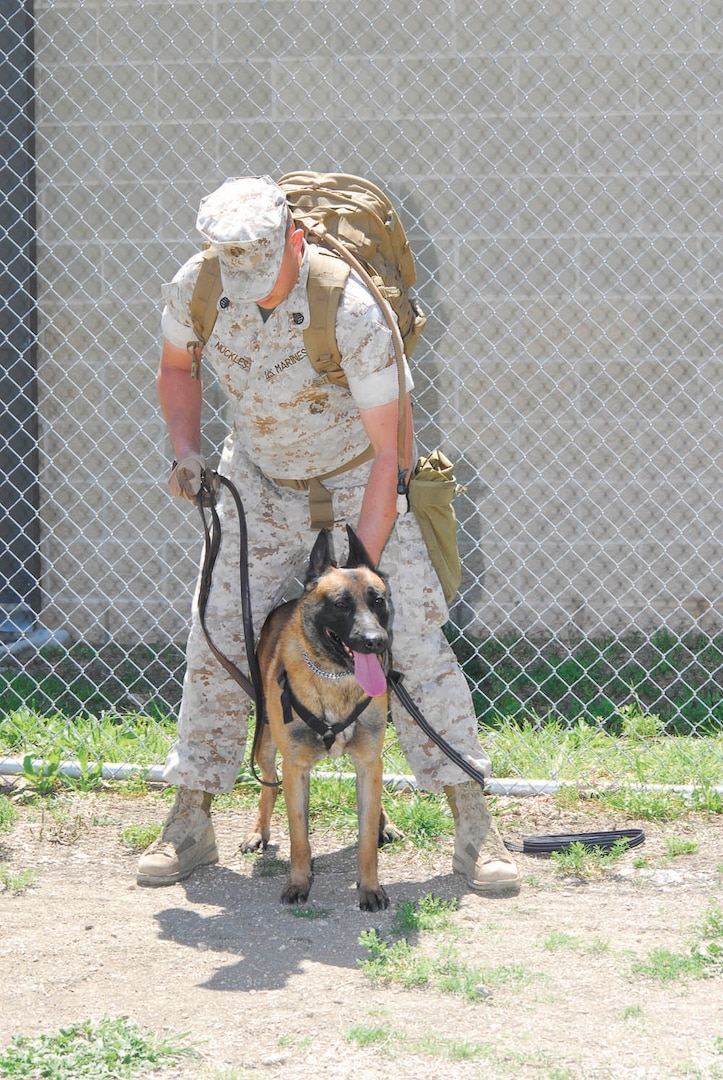 Chico and Sergeant Nuckles are ready to start tracking Colonel Mott. Chico and Sergeant Nuckles were one of five Marine teams to graduate from the new combat tracker dog training course at Lackland April 9. (U.S. Air Force photo/Alan Boedeker)