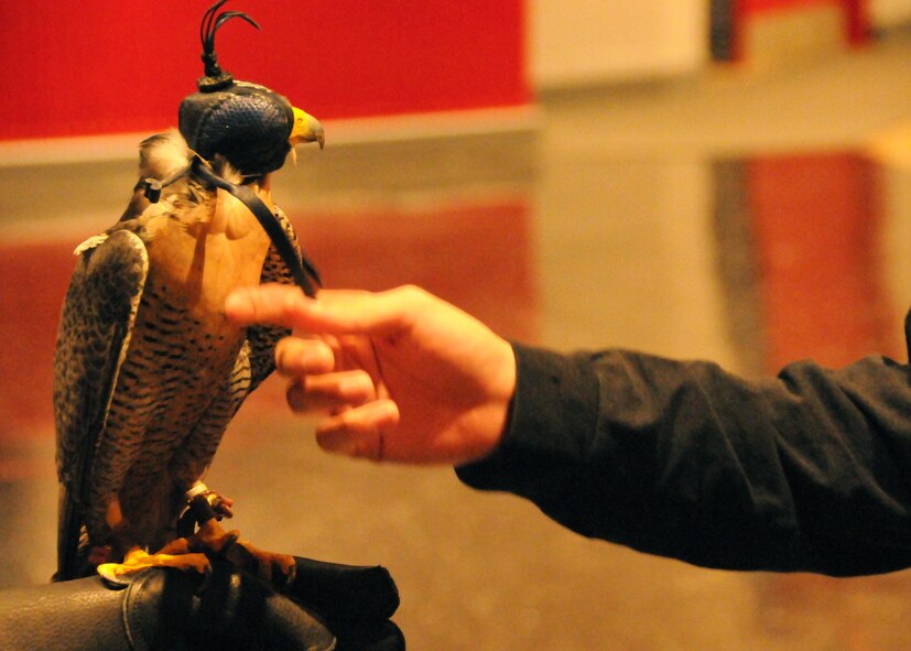 Perched on the glove of his handler, the U.S. Air Force Academy’s peregrine falcon mascot, Havoc, is touched by a student at Crestview High School near Eglin Air Force Base, Fla.., April 9.  A team of visiting Air Force Academy cadet falconers talked to students about Havoc, their unique extracurricular duties as falconers and how to pursue an Air Force commission through the prestigious military academy in Colorado Springs, Colo. (U.S. Air Force photo/Adam Duckworth)