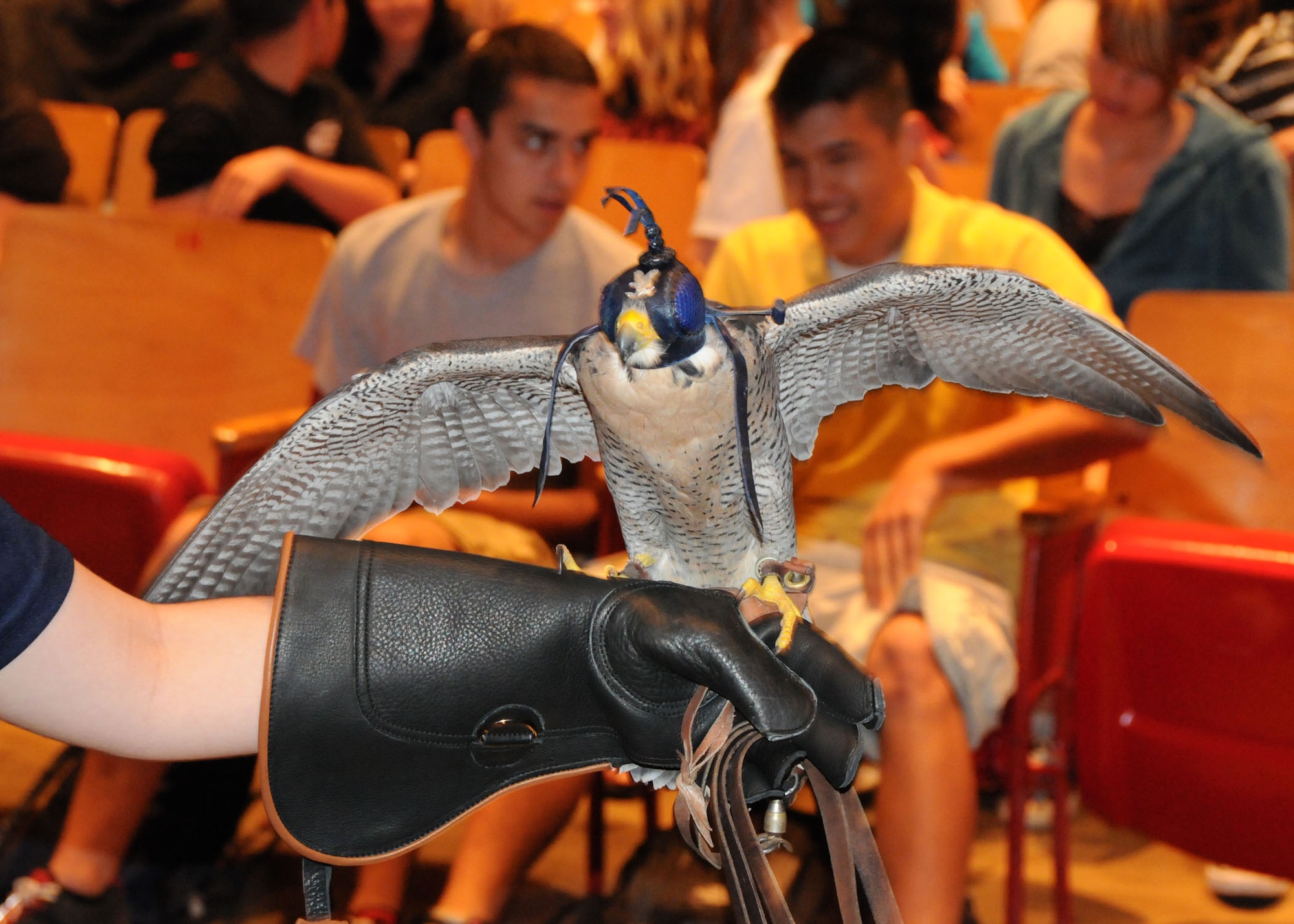 Perched on the glove of its handler, the U.S. Air Force Academy’s peregrine falcon mascot, Havoc, spreads its wings for students at Crestview High School near Eglin Air Force Base, Fla., April 9.  A team of visiting Air Force Academy cadet falconers talked to students about Havoc, their unique extracurricular duties as falconers and how to pursue an Air Force commission through the prestigious military academy in Colorado Springs, Colo.  The falcon wears a leather hood to keep it calm during such visits.  (U.S. Air Force photo/Adam Duckworth)