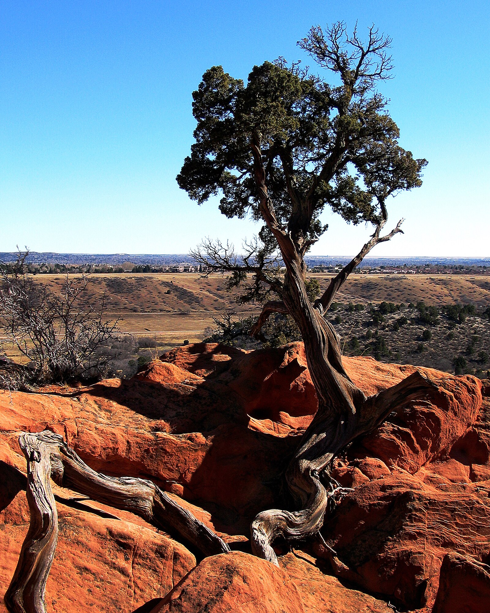 COLORADO SPRINGS, Colo. -- One of many trees at Garden of the Gods near Colorado Springs. Colorado has a wide variety of plant and animal life for servicemembers stationed at Front Range military bases to see. (U.S. Air Force photo by Staff Sgt. Steve Czyz)