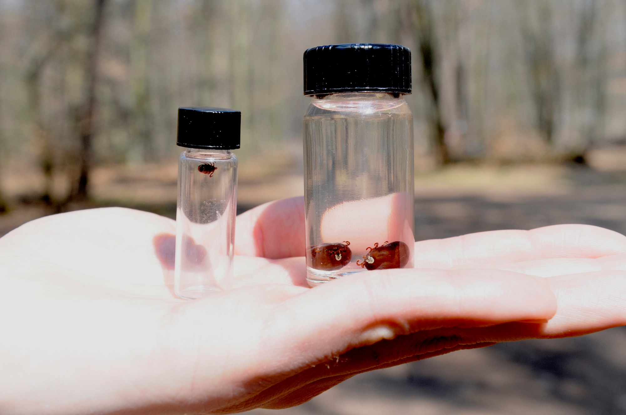 U.S. Air Force Airman 1st Class Earnest Weaver, 86th Aerospace Medical Squadron public health technician, displays the size of same species of ticks before it has fed on blood (left) and after (right), Ramstein Air Base, Germany, April 19, 2010. The 86th AMDS public health flight on Ramstein has been working with the U.S. Army Public Health Command Region-Europe to conduct surveillance of tick species and tick-borne pathogens in the area. (U.S. Air Force photo by Airman 1st Class Brittany Perry)
