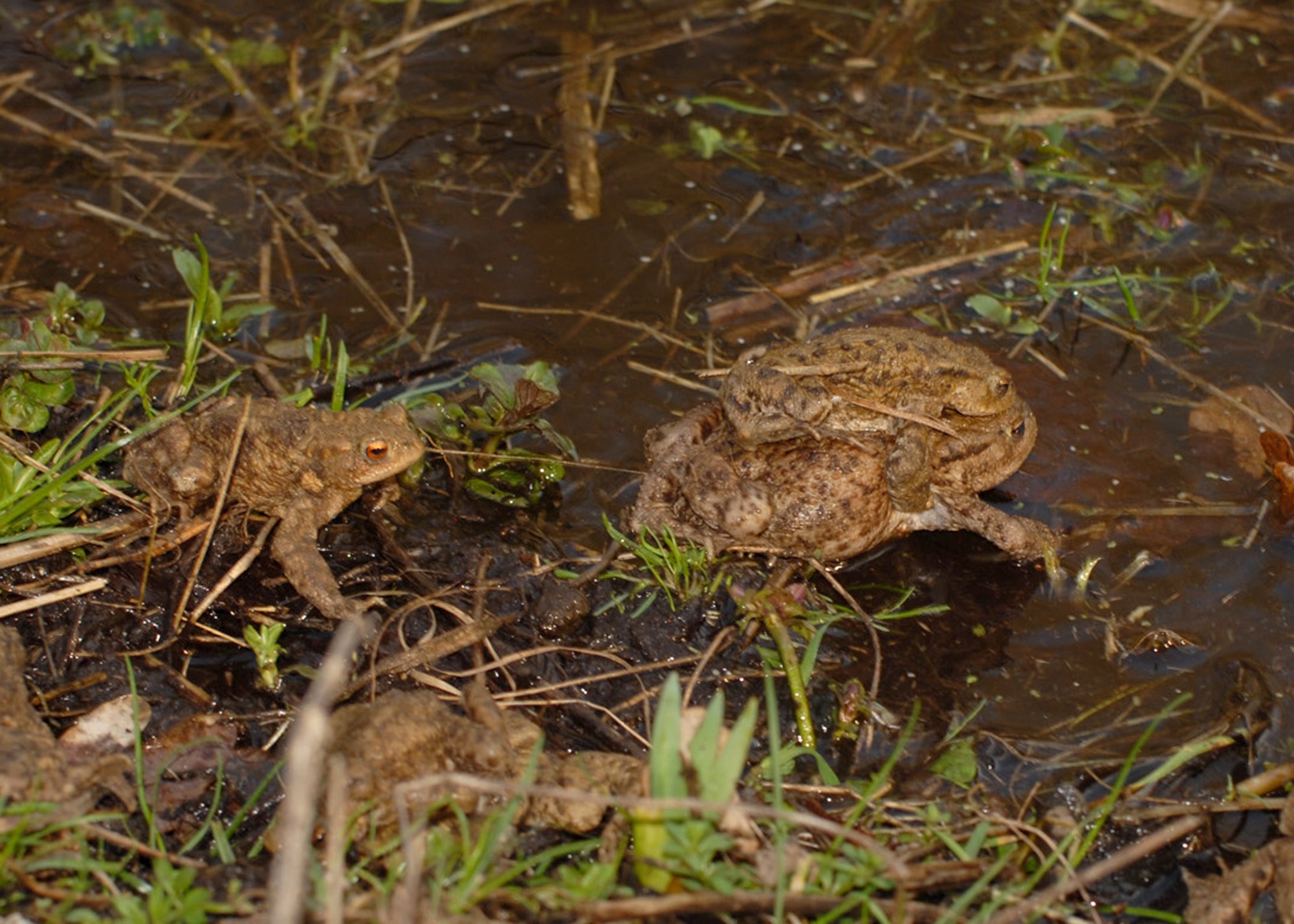 WEST STOW, England -- Toads will return in hundreds each spring to the ponds that they developed in, in order to breed.(U.S. Air Force photo/Judith Wakelam) 