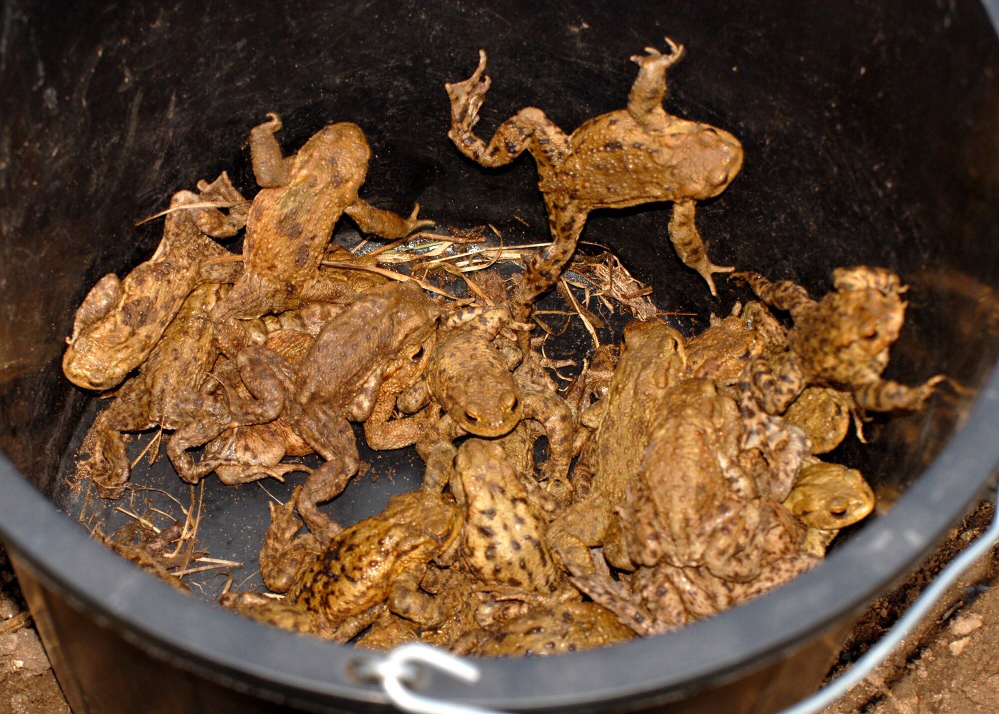 WEST STOW, England -- In order to prevent toads that are returning to their spawning ponds from being killed on busy roads each spring, volunteers transport them safely in buckets.(U.S. Air Force photo/Judith Wakelam) 