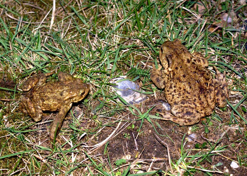 WEST STOW, England -- Male toads will return to their breeding pond and wait in ambush for a much larger female to appear. Many arrive already paired up.(U.S. Air Force photo/Judith Wakelam)       