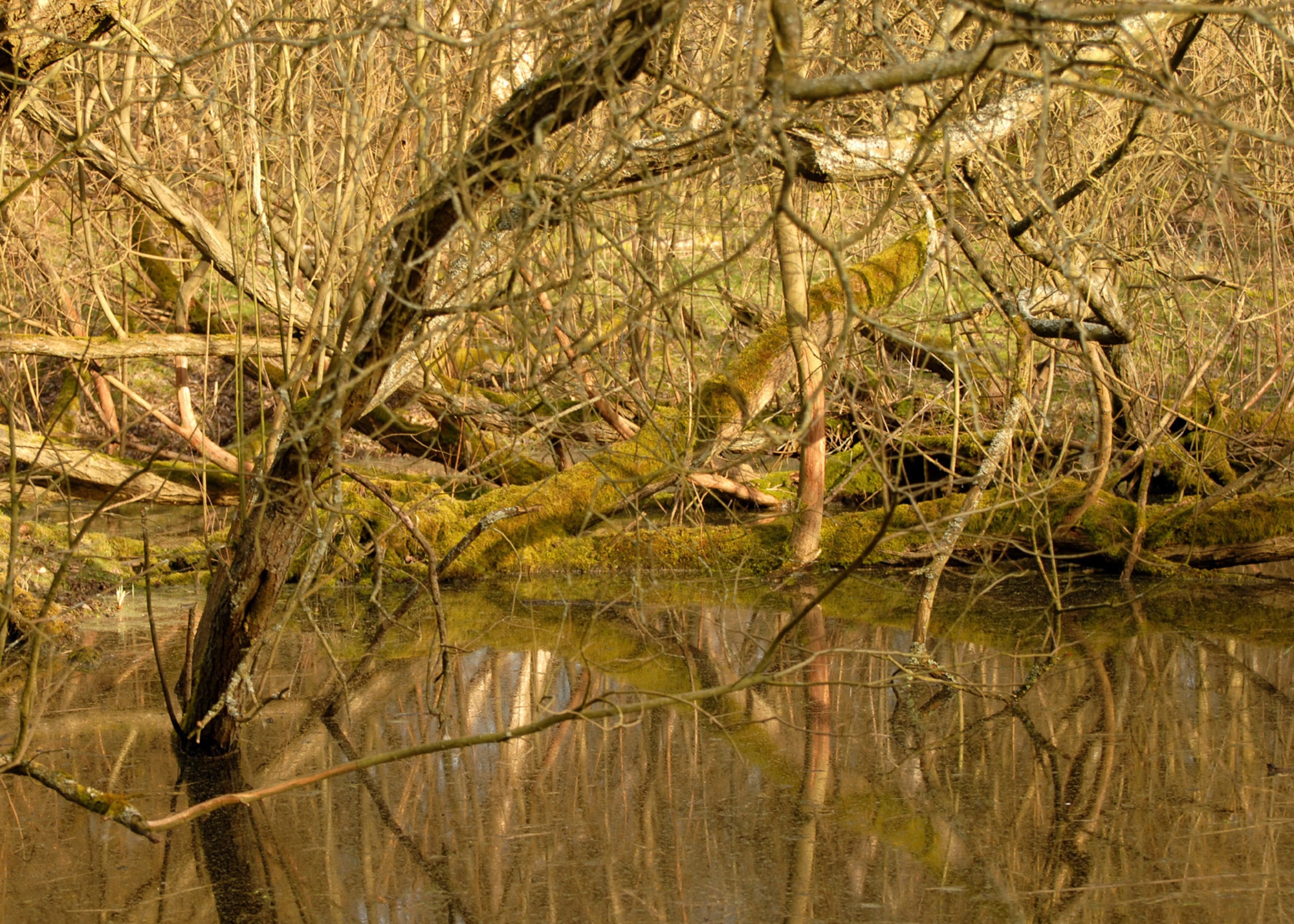WEST STOW, England -- In the UK ponds like this one, suitable for amphibian's to breed in, are becoming harder to find each year due to loss of habitat. (U.S. Air Force photo/Judith Wakelam)