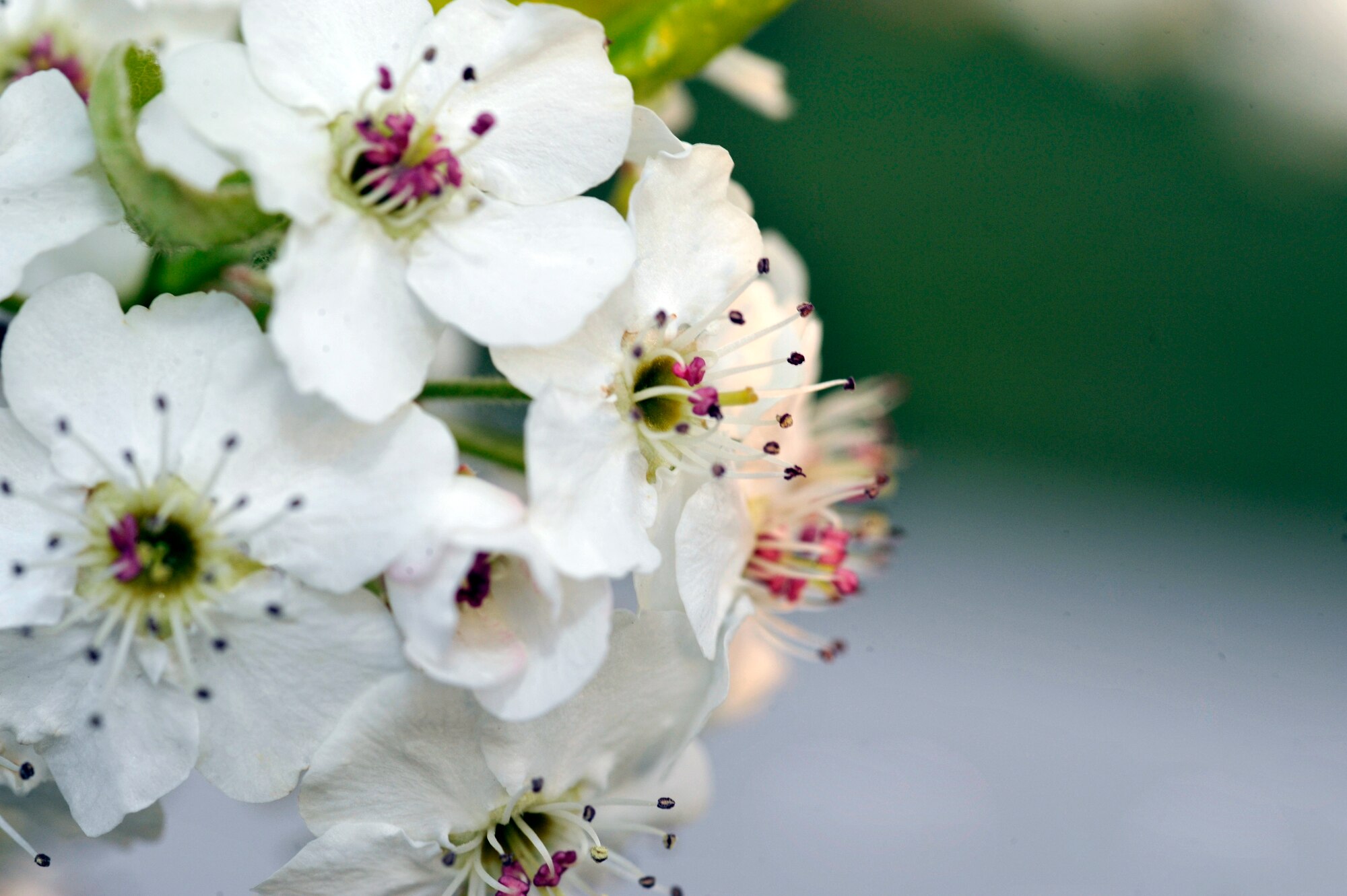 BUCKLEY AIR FORCE BASE, Colo. ---- One of many flowers on Buckley Air Force Base. April 22 is Earth Day, promoting conservation and the protection of the environment. (U.S. Air Force photo by Airman 1st Class Paul Labbe)
