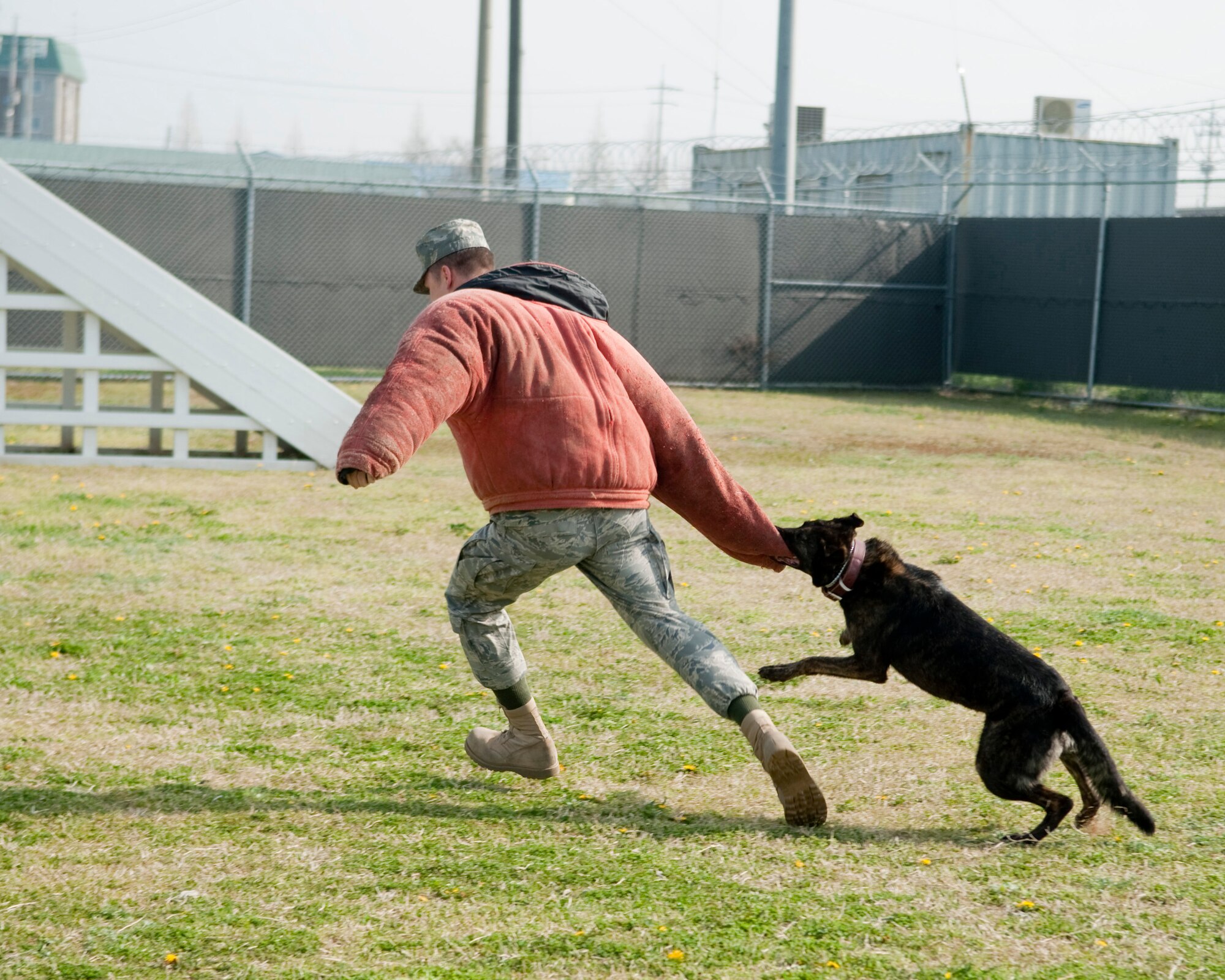 KUNSAN AIR BASE, Republic of Korea -- Senior Airman Todd Scarbrough gets dragged down by a military working dog after reenlisting at the military working dog kennels here. Airman Scarbrough is a passanger travel journeyman assigned to the 8th Logistics Readiness Squadron and reenlisted in the Air Force for another four years.(U.S. Air Force photo/Senior Airman Jonathan Steffen)