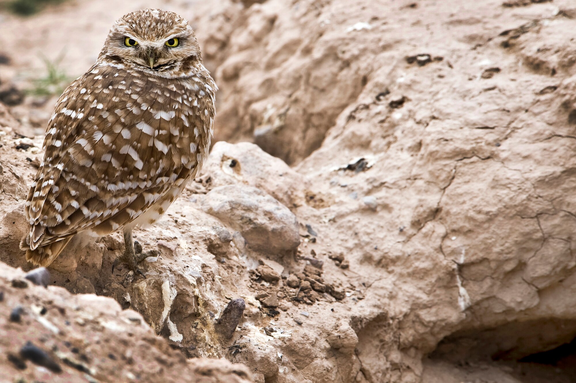 NELLIS AIR FORCE BASE, Nev. -- A Burrowing Owl celebrates Earth Day outside his home April 22, 2010. A colony of the owls live along a dry river bed next the Nellis Sunrise Vista Golf Course. (U.S. Air Force photo by Lawrence Crespo)
