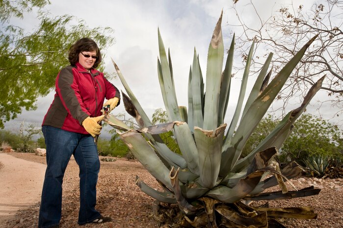 NELLIS AIR FORCE BASE, Nev. -- Ann Bedlion, 99th Civil Engineer Squadron, Natural Resource Specialist, prunes a five foot tall Century Plant at the Maj. Gen. Billy McCoy Environmental Grove as part of Earth Day celebration on April 22, 2010. The grove is home to various desert plants and trees in order to create environmental conservation awareness at Nellis.  (U.S. Air Force photo by Lawrence Crespo)

 

