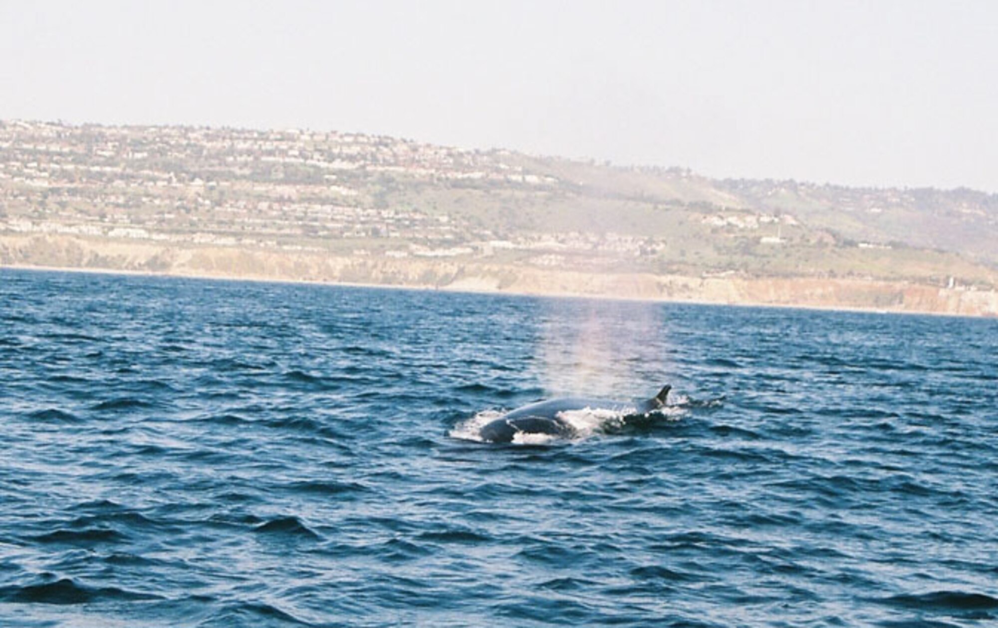 There she blows! A whale comes up for air off the California coast between Long Beach and Catalina Island. Veterans and family members spotted numerous whales, dolphins and seabird on a whale watching trip sponsored by the local chapters of AFA and AFCEA. (Courtesy photo)
