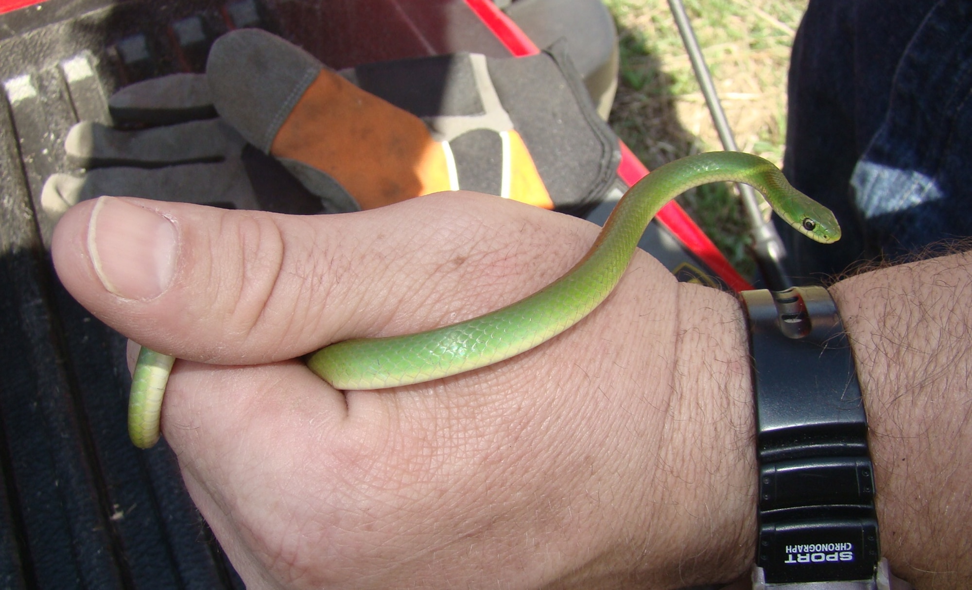 A Smooth Green Snake was found on Wright-Patterson Air Force Base during field work in conjunction with a survey being conducted.  Smooth Green Snakes have not been documented in Southwest Ohio since 1871. (U.S. Air Force photo by Jeff Davis)
