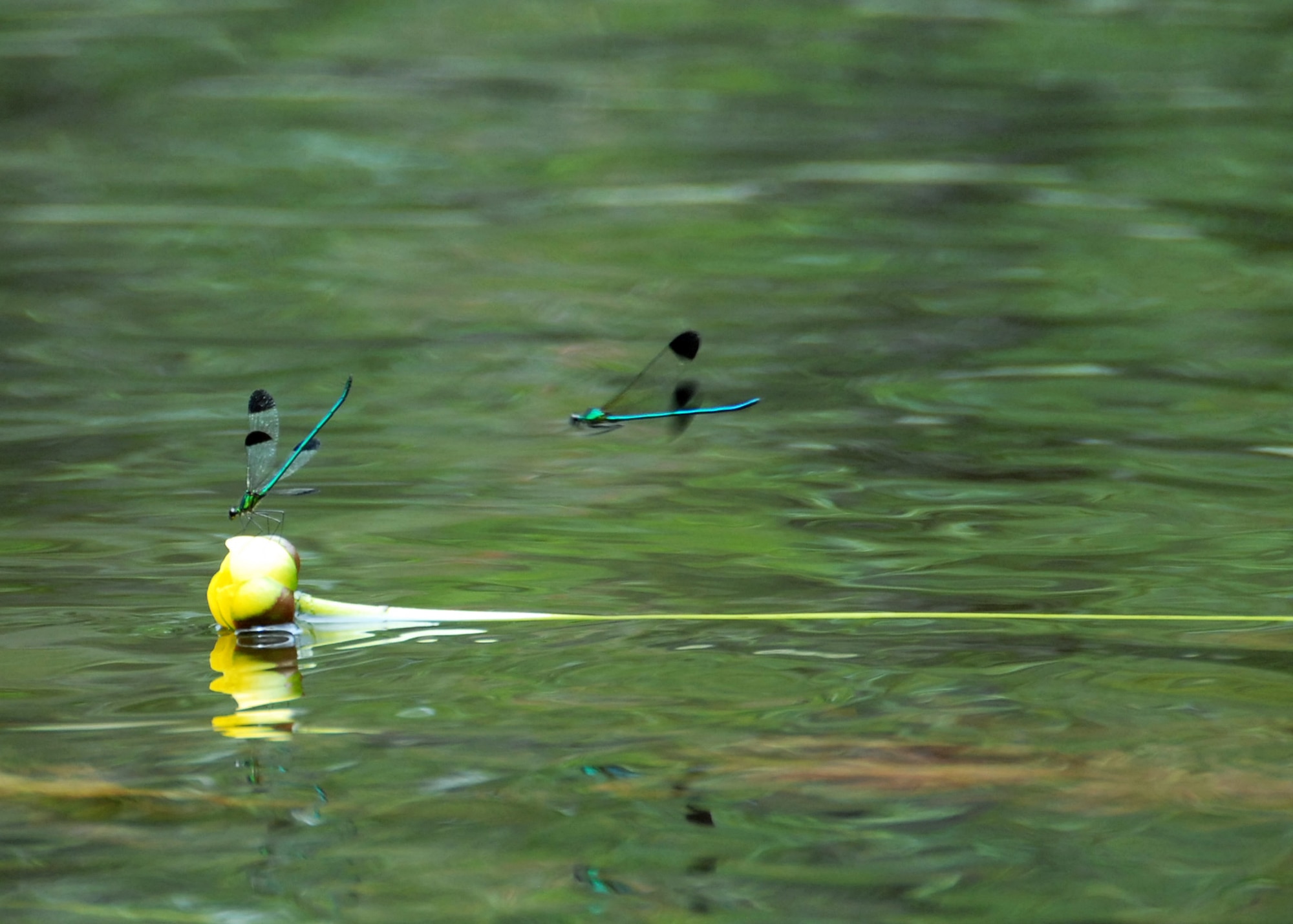 Dragonflies buzz around a drifting flower bud as it moves down Boiling Creek April 19. (U.S. Air Force photo/Samuel King Jr.)