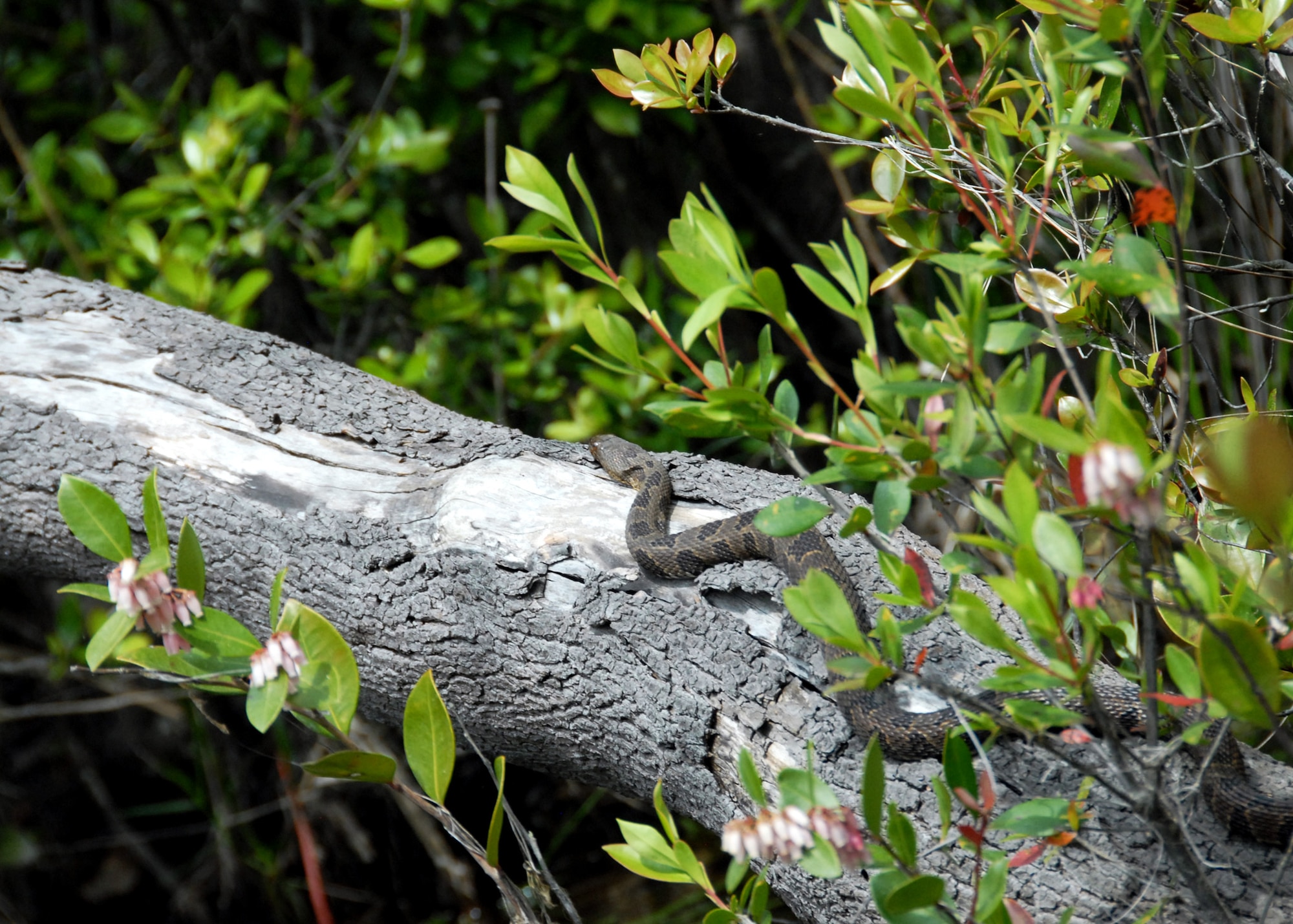 A banded water snake suns itself on a log hanging over Boiling Creek April 19.  (U.S. Air Force photo/Samuel King Jr.)