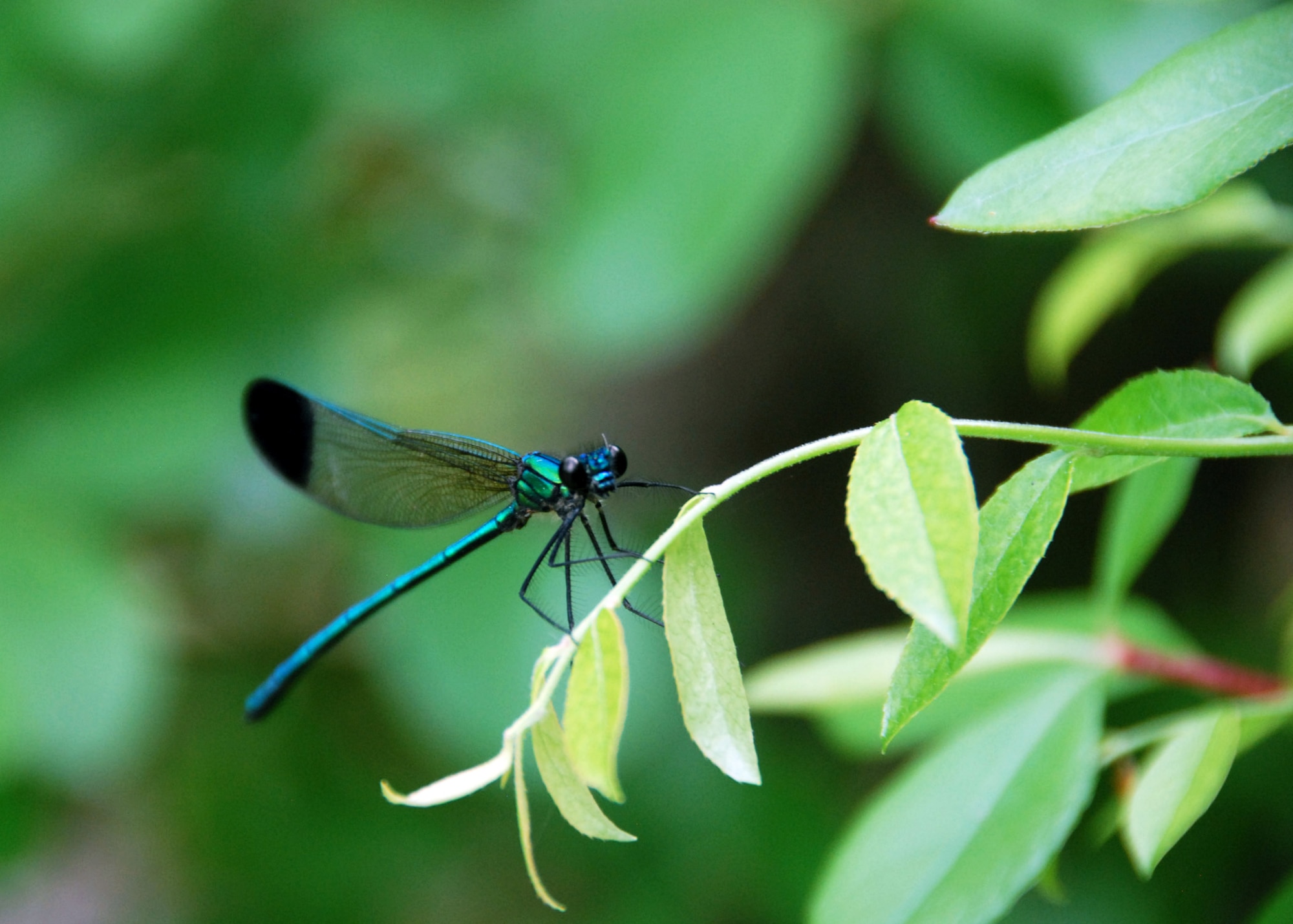 A dragonfly stops for a brief second on a branch April 19 in the forests of Eglin Air Force Base’s range.  (U.S. Air Force photo/Samuel King Jr.)
