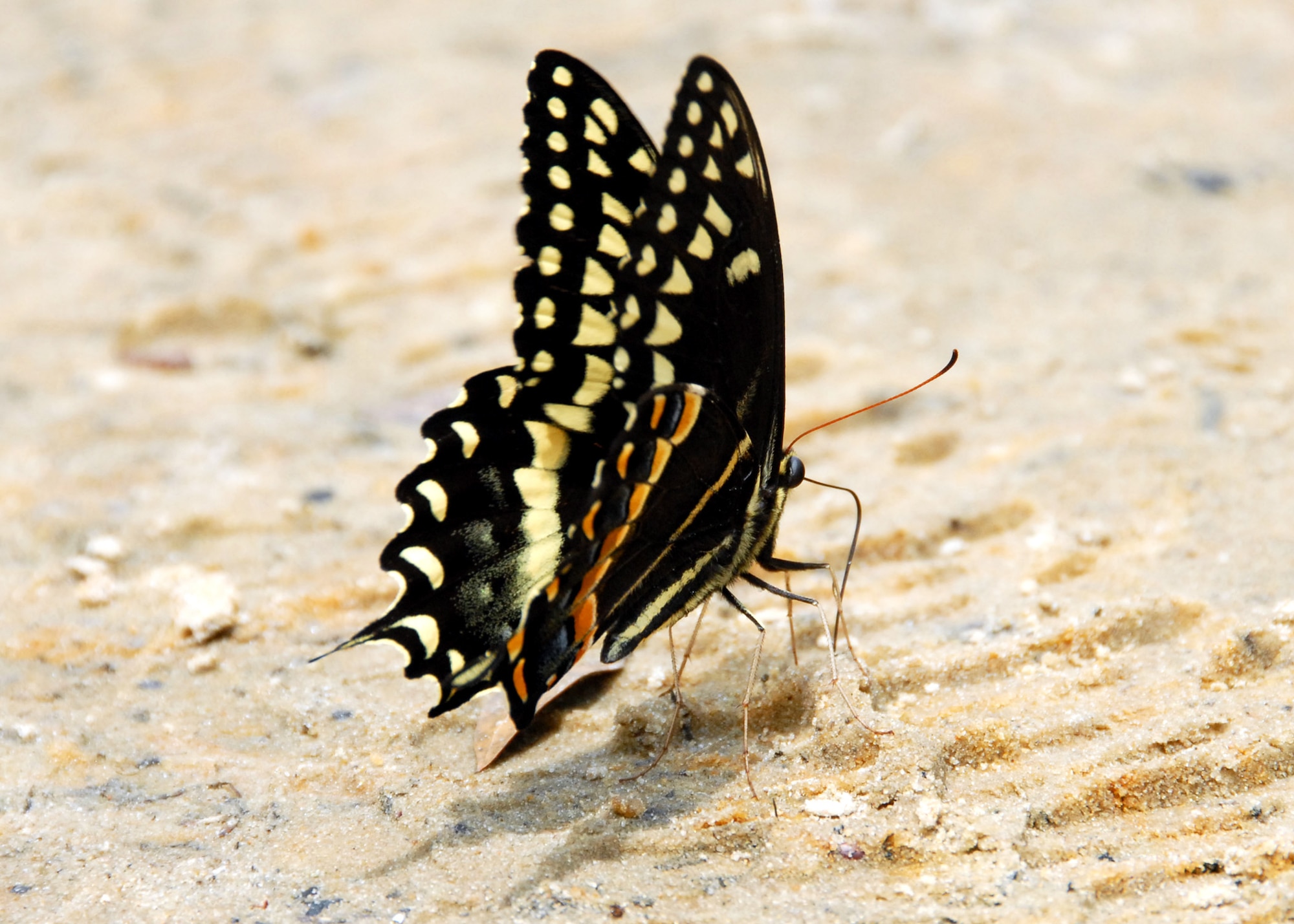 A butterfly stands along the bank of Boiling Creek April 19.  (U.S. Air Force photo/Samuel King Jr.)