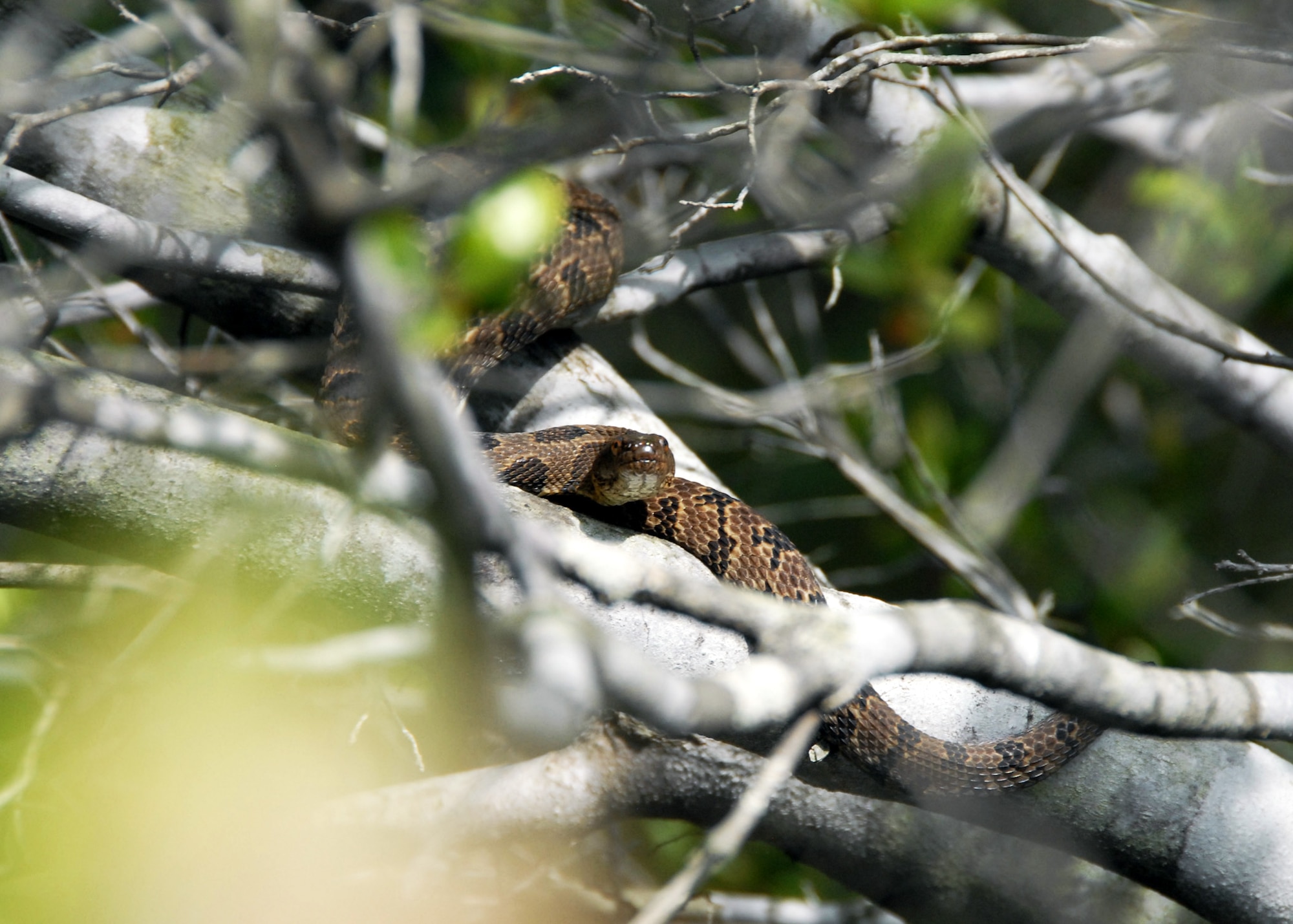 A banded water snake watches from a tree branch as kayakers are carried down Boiling Creek April 19 during the first-ever kayak tour through the Eglin Air Force Base range. The five and a half mile kayak tour took 10 people down Boiling Creek and the Yellow River deep within the Eglin range.  The scenic tour showed off Eglin’s unique wild and plant life.  It kicked off Eglin’s week-long Earth Day celebration.   (U.S. Air Force photo/Samuel King Jr.)