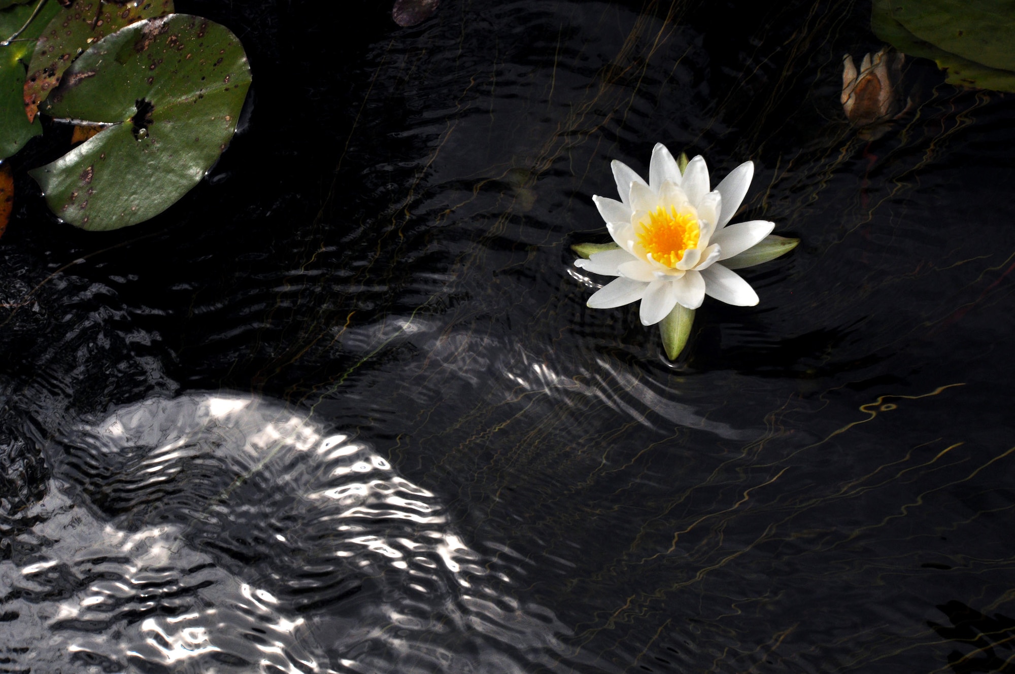 A water lilly drifts along Boiling Creek as the first-ever Eglin Air Force Base kayak tour passes by April 19.  The five and a half mile kayak tour took 10 people down Boiling Creek and the Yellow River deep within the Eglin range.  The scenic tour showed off Eglin’s unique wild and plant life.  It kicked off Eglin’s week-long Earth Day celebration.   (U.S. Air Force photo/Samuel King Jr.)