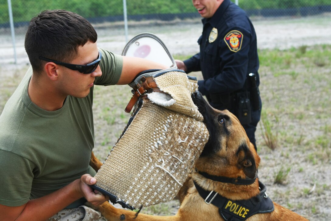 Marine Corps Civilian Law Enforcement Officer Richard Loveless and his military working dog Rex conduct a training exercise to subdue a non-compliant suspect at the Camp Lejeune Provost Marshal's Office kennels, April 26.