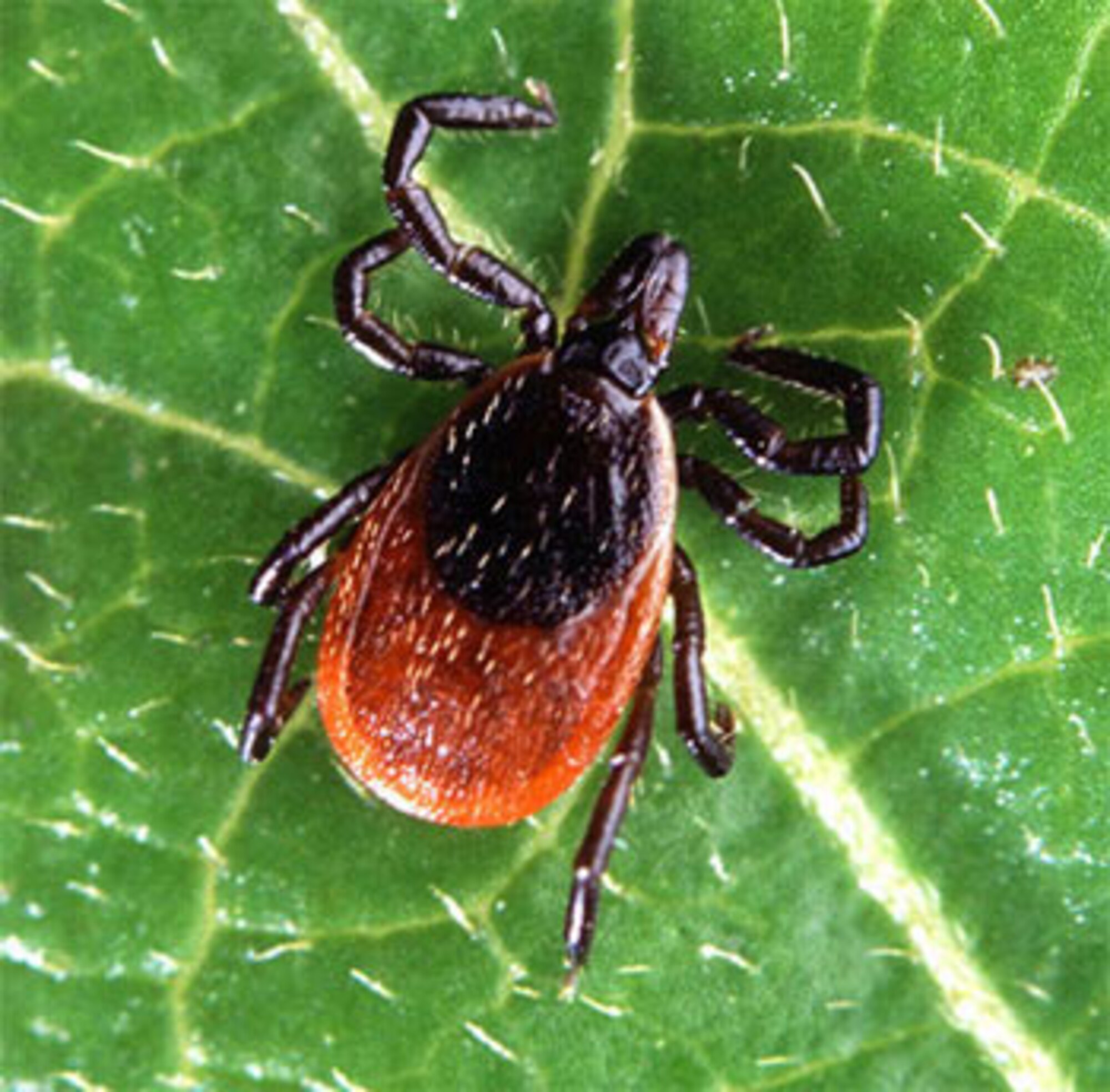 A wood tick, also known as a deer tick.(Courtesy photo)