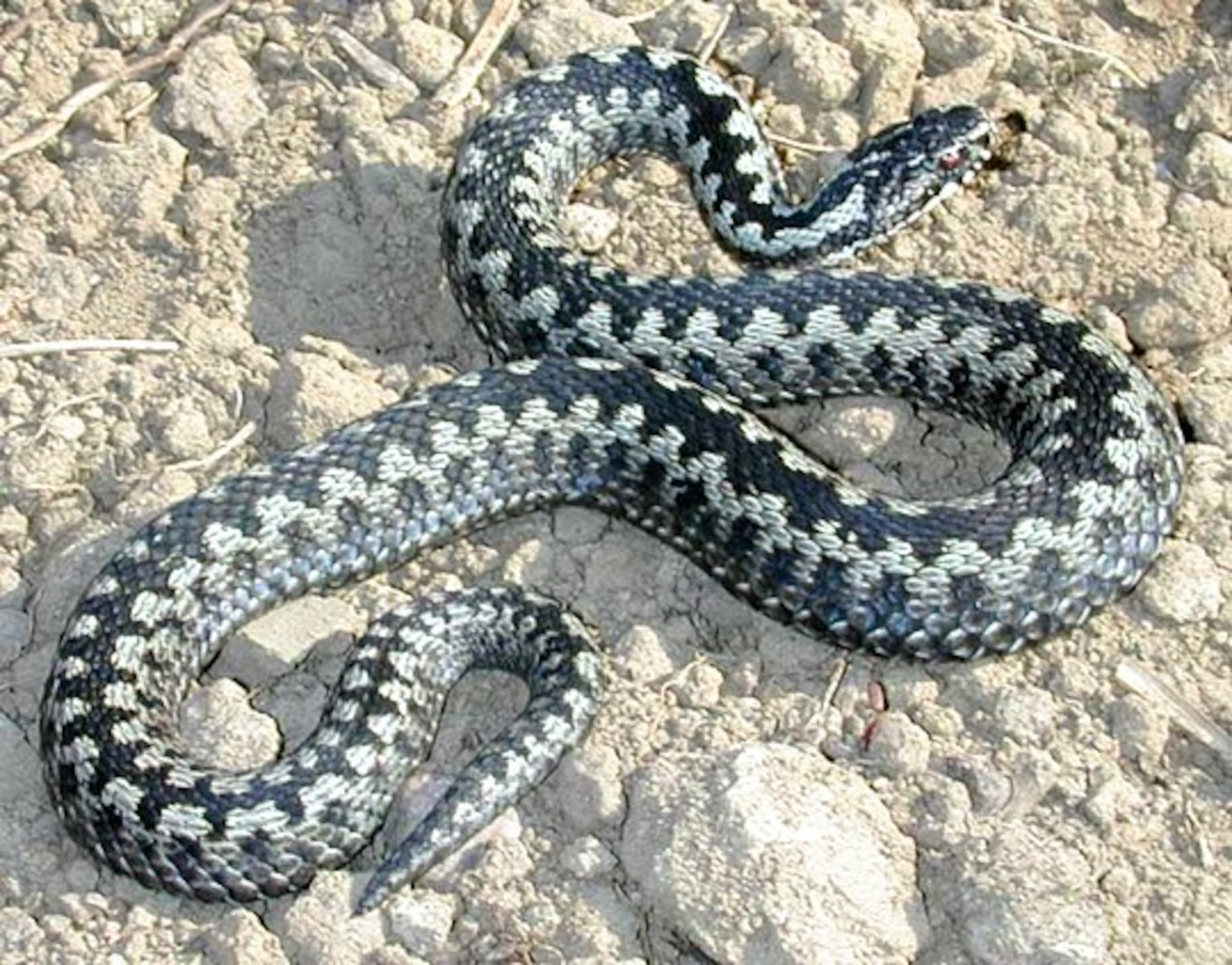 The adder snake, also known as the viper.(Courtesy photo)