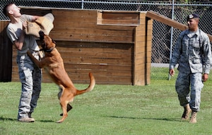 Staff Sgt. Fazel Munschi, right, releases his military working dog, Arton, in a show of force with Staff Sgt. Craig Martin July 26, 2010, at Joint Base Charleston, S.C. Military working dogs are exposed to training regimes which teach both the dog and handler how to deal with various situations such as drug and explosive detection. Sergeants Munschi and Martin are 628th Security Forces Squadron military working dog handlers. (U.S. Air Force photo/Staff Sgt. Shane Ellis)