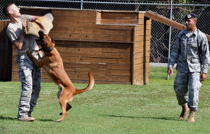 Staff Sgt. Fazel Munschi, right, releases his military working dog, Arton, in a show of force with Staff Sgt. Craig Martin July 26, 2010, at Joint Base Charleston, S.C. Military working dogs are exposed to training regimes which teach both the dog and handler how to deal with various situations such as drug and explosive detection. Sergeants Munschi and Martin are 628th Security Forces Squadron military working dog handlers. (U.S. Air Force photo/Staff Sgt. Shane Ellis)