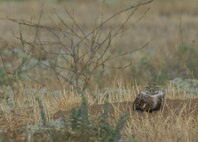 A burrowing owl watches over the field surrounding its nest at March Air Reserve Base, Calif., July 30, 2010. Burrowing owls are a species of concern in California. (U.S. Air Force photo/ Staff Sgt. Keith Lawson)