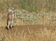 A burrowing owl watches over the field surrounding its nest at March Air Reserve Base, Calif., July 30, 2010. Burrowing owls are a species of concern in California. (U.S. Air Force photo/ Staff Sgt. Keith Lawson)