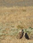 A burrowing owl and its chick watch over the field surrounding their nest at March Air Reserve Base, Calif., July 30, 2010. Burrowing owls are a species of concern in California. (U.S. Air Force photo/ Staff Sgt. Keith Lawson)