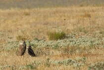 A burrowing owl and its chick watch over the field surrounding their nest at March Air Reserve Base, Calif., July 30, 2010. Burrowing owls are a species of concern in California. (U.S. Air Force photo/ Staff Sgt. Keith Lawson)