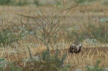 A burrowing owl watches over the field surrounding its nest at March Air Reserve Base, Calif., July 30, 2010. Burrowing owls are a species of concern in California. (U.S. Air Force photo/ Staff Sgt. Keith Lawson)