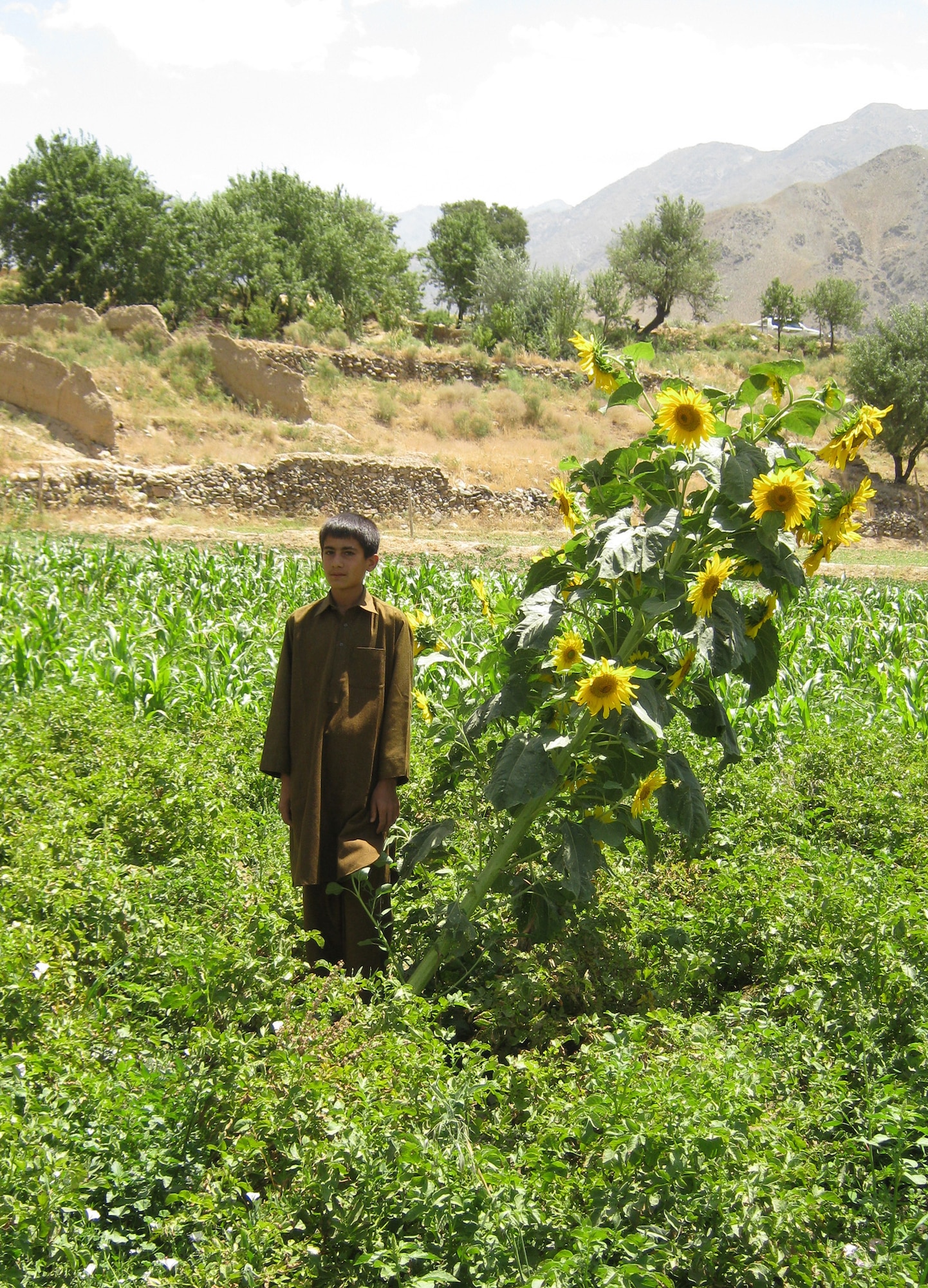 An Afghan boy poses near some sunflowers on the farm where he works. A Kentucky National Guard Agribusiness Development Team funded project, managed by Roots of Peace, has put hundreds of thousands of food-producing plants at 10 different locations in the Panjshir Province. (Photo by U.S. Air Force 2nd Lt. Jason Smith, PRT Panjshir Public Affairs)