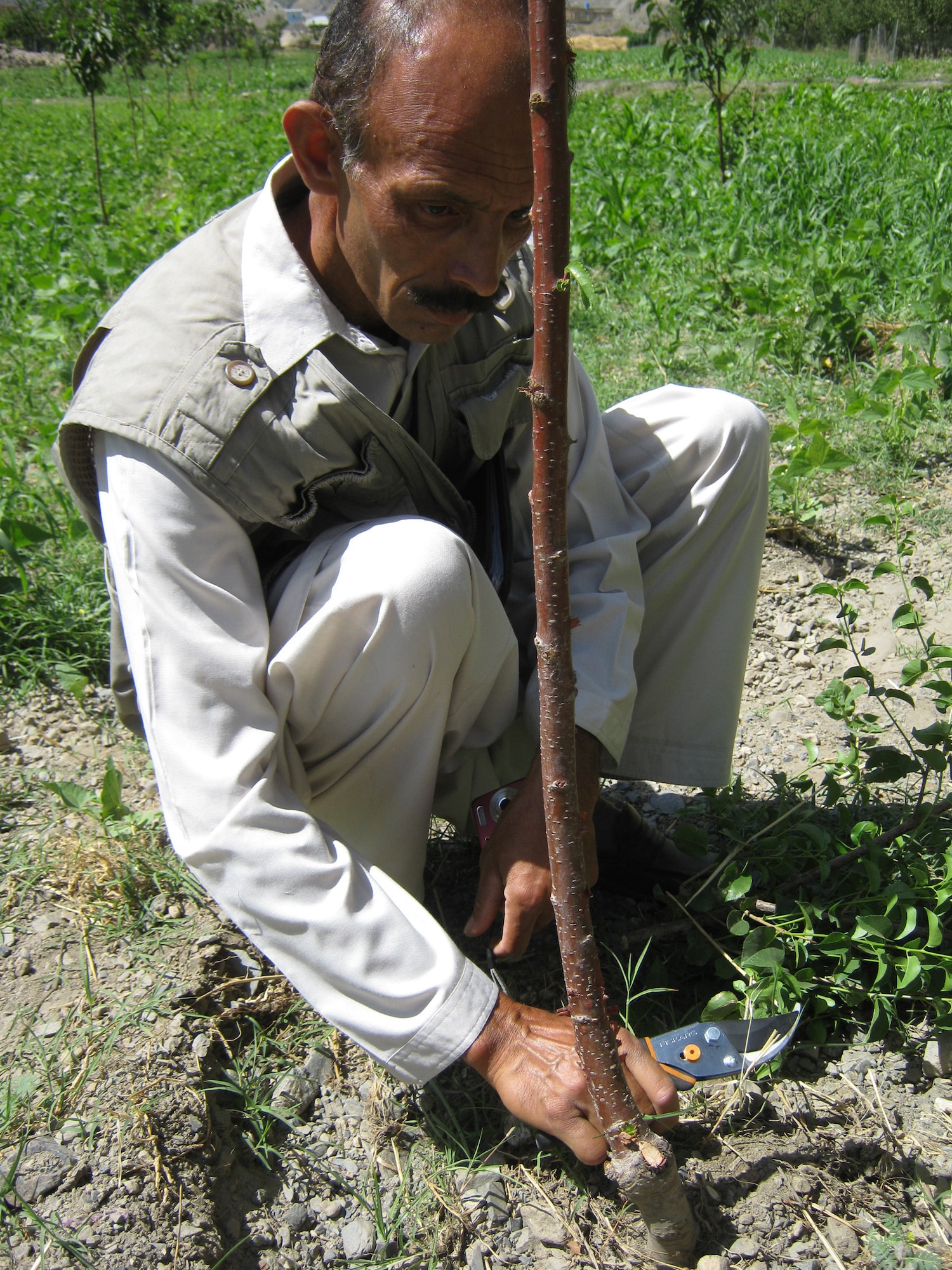 An Afghan farmer prunes a cherry seedling at his farm. A Kentucky National Guard Agribusiness Development Team funded project, managed by Roots of Peace, has put hundreds of thousands of food-producing plants at 10 different locations in the Panjshir Province. (Photo by U.S. Air Force 2nd Lt. Jason Smith, PRT Panjshir Public Affairs)