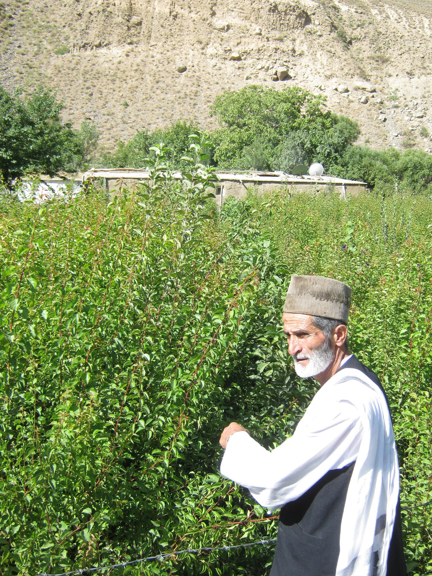 Former mujahedeen general Mhrab Udeen tends to his farm. Udeen says he got into farming for extra retirement money because his government retirement plan isn?t enough to support him. He is currently growing more than 8,000 cherry trees, 2,000 almond trees, 8,000 apricot trees and 2,000 walnut trees. (Photo by U.S. Air Force 2nd Lt. Jason Smith, PRT Panjshir Public Affairs)