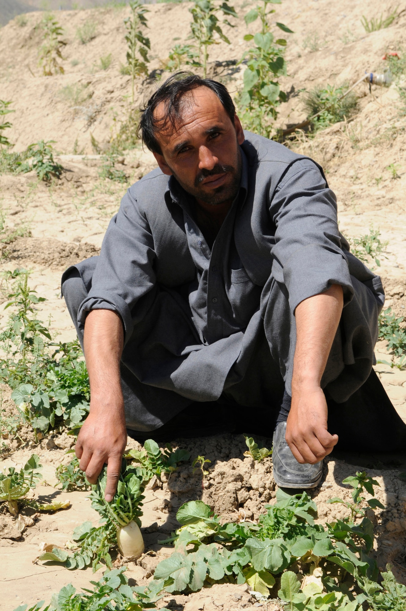 Shah Mirza, manager of the Dashtak Demonstration Farm, displays a flourishing horseradish plant.  This farm is harvesting a variety of plants on what was a barren plot of land two years ago.  This plant is a true testament to the Afghani?s hard work employing the new farming techniques taught by U.S. experts. (Photo by U.S. Air Force Tech. Sgt. Sean M. White, PRT Panjshir Public Affairs Photographer)  