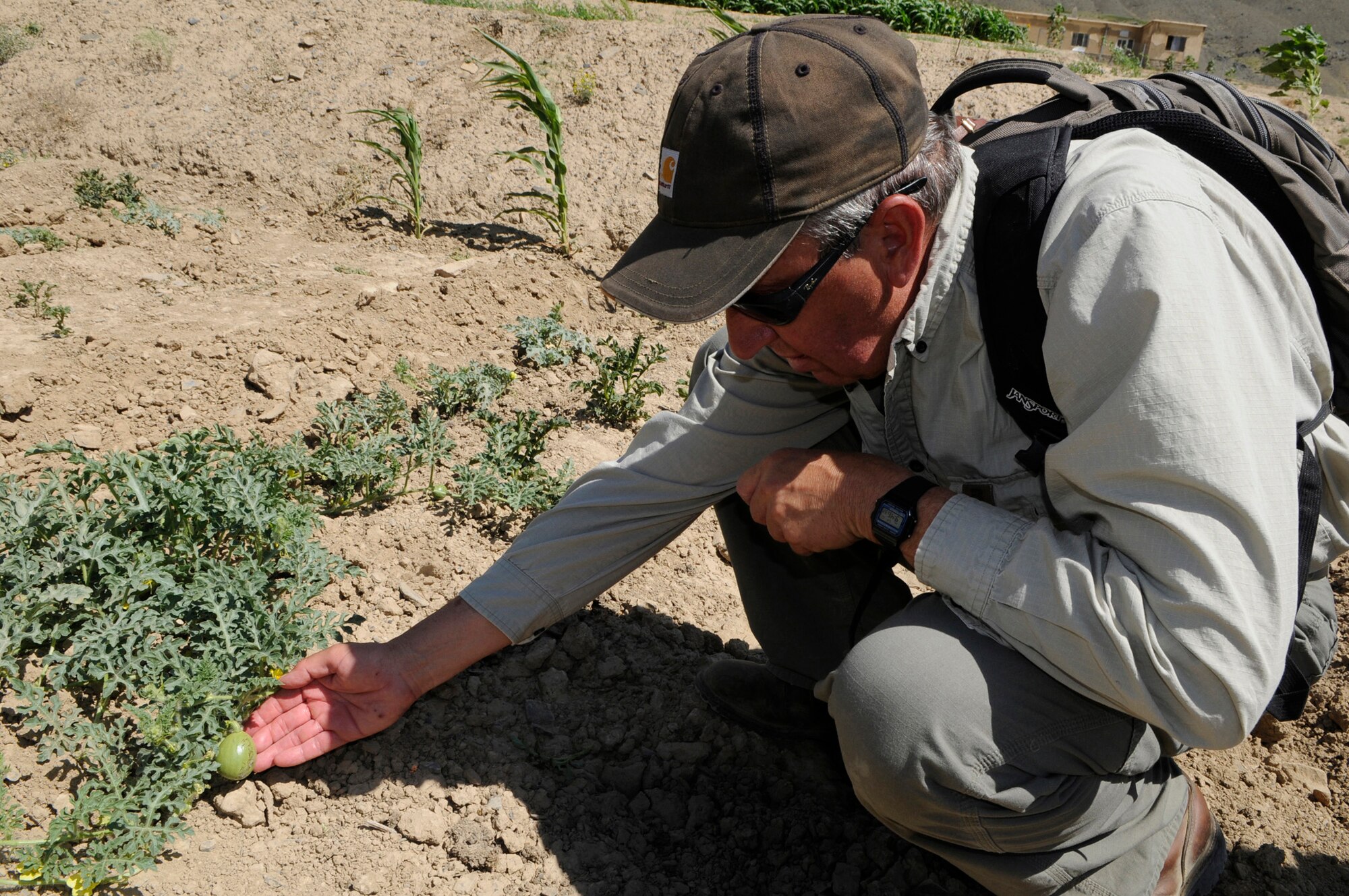 Jim Hoffman, U.S. Department of Agriculture advisor to the Provincial Reconstruction Team Panjshir,and Boise, Idaho native examines a young watermelon during a visit to the Dashtak Demonstration Farm.  In 2008 this area was a baron hillside, and through the teachings of Mr. Hoffman and members from the U.S. Agri-Business Development Team the soil is now producing seasonal harvests.  (Photo by U.S. Air Force Tech. Sgt. Sean M. White, PRT Panjshir Public Affairs Photographer)   
