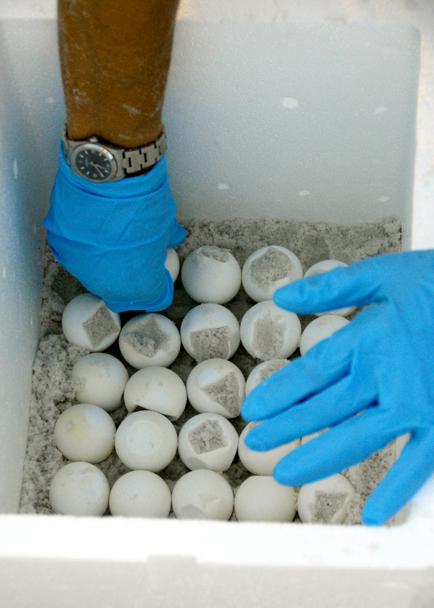 A 96th Civil Engineer Squadron biologist places another sea turtle egg in a cooler Aug. 2, 2010, on a beach at Eglin Air Force Base, Fla. The eggs will be transported to the east coast so the turtles can be released without the threat of encountering oil from the spill in the Gulf of Mexico. (U.S. Air Force photo/Samuel King Jr.)