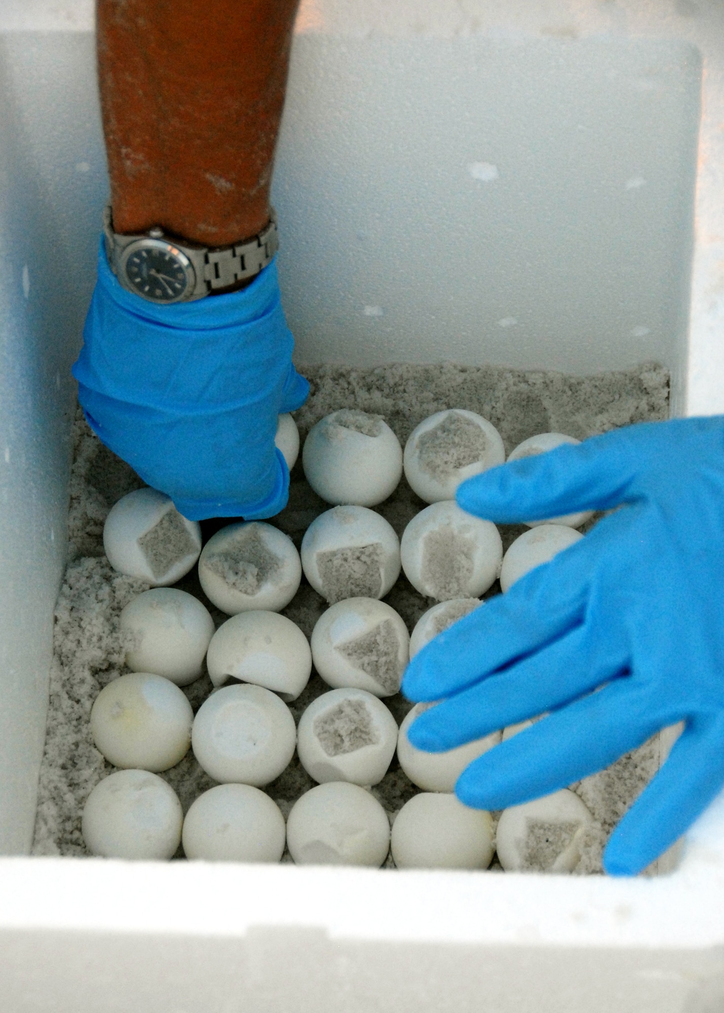 A 96th Civil Engineer Squadron biologist carefully places another sea turtle egg in a cooler at one of Eglin Air Force Base’s beaches Aug. 2.  The eggs will be transported to the east coast so the turtles can be released without the threat of encountering oil from the spill in the Gulf of Mexico.  The group of biologists removed 117 eggs from the nest on this day and more than 300 eggs have been moved so far.  (U.S. Air Force photo/Samuel King Jr.)