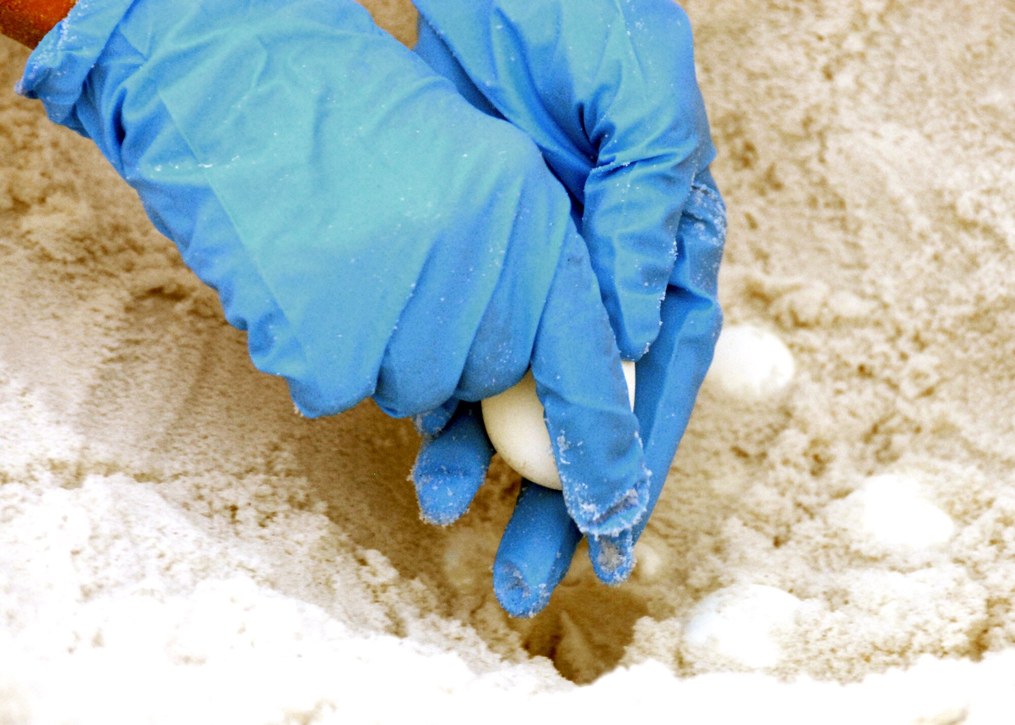 Another sea turtle egg is carefully removed from its nest on one of Eglin Air Force Base’s beaches Aug. 2.  The eggs will be transported to the East Coast so the turtles can be released without the threat of encountering oil from the spill in the Gulf of Mexico.  The group of biologists removed 117 eggs from the nest on this day and more than 300 eggs have been moved so far.  (U.S. Air Force photo/Samuel King Jr.)
