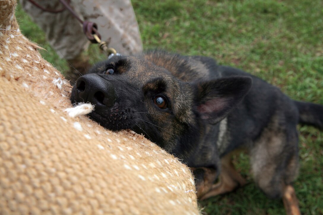 Eiko, a patrol/explosives detection dog with Military Police Support Company, 3rd Marine Headquarters Group, III Marine Expeditionary Force, goes through aggression training on Camp Hansen Aug. 11.  MP Support Company's dogs and handlers are preparing to stand-up III MEF's first deployable K-9 units.