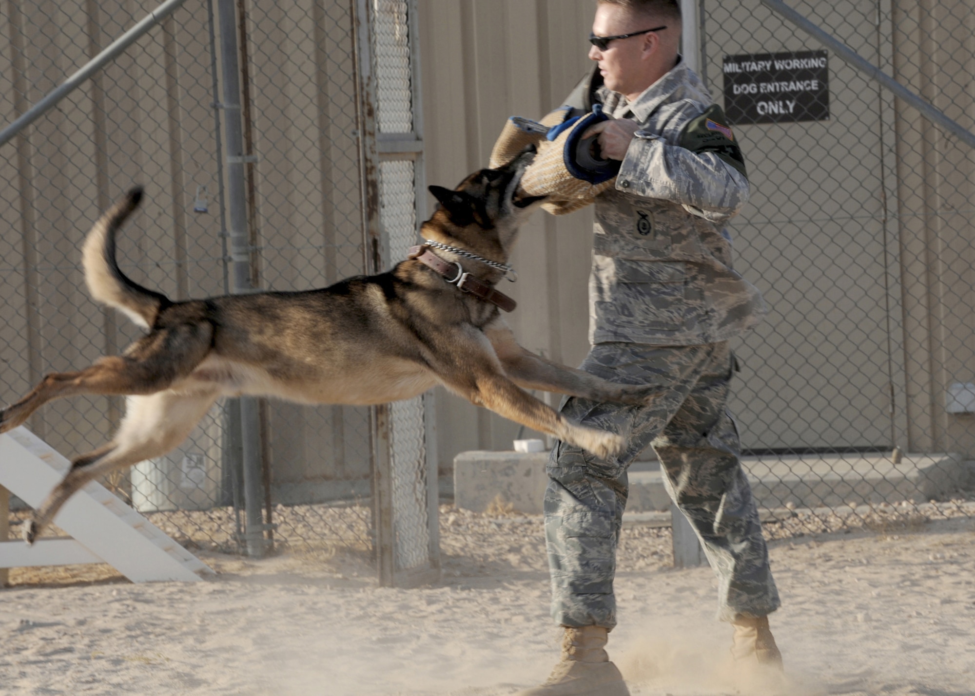 Malinois dog top the military