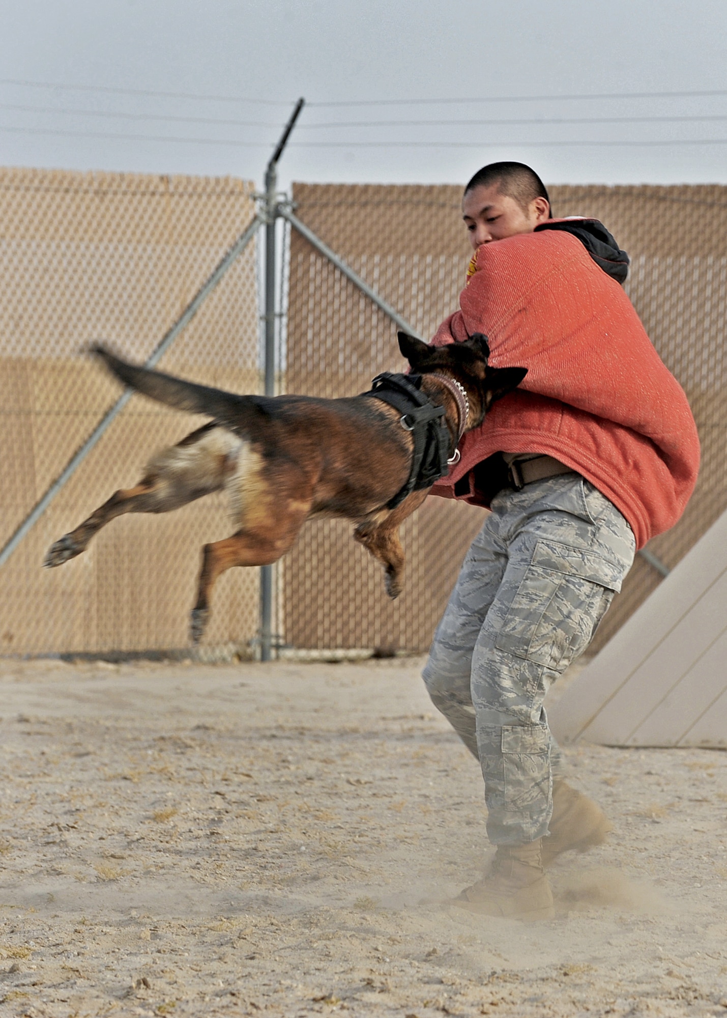 Staff Sgt. Lino Estacion demonstrates the training of a military working dog July 21, 2010, in Southwest Asia. Each dog is trained to attack and hold an aggressor until ordered to release by its trainer. Sergeant Estacion is a dog handler with the 386th Expeditionary Security Forces Squadron. (U.S. Air Force photo/Senior Airman Laura Turner)