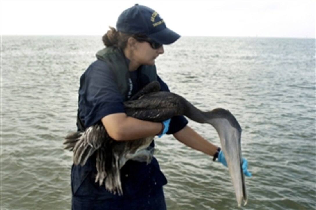 U.S. Coast Guard Petty Officer 3rd Class Allison Amivisca, a marine science technician and field observer, recovers an oiled pelican from the water near Racoon Island, Cocodrie, La., Aug. 10, 2010. The pelican was then shipped to a bird rehabilitation center in Fort Jackson, La., where it will be treated and readied for its release back into the wild.