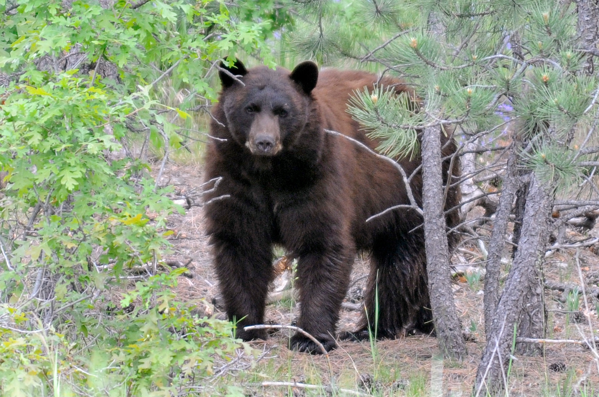 Black bears, such as the one pictured here, are mostly vegetarians, eating grasses and berries. Bear sightings have increased at the Academy in August 2010 as the bears eat massive amounts of food to prepare for winter. (U.S. Air Force photo/Mike Kaplan)