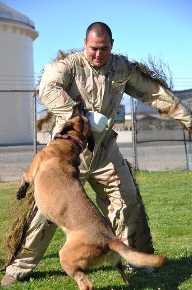 Staff Sgt. Gerson E. Henriquez, 60th Security Forces Squadron military working dog trainer, works on training with Brit, a military working dog, Aug. 10, 2010, at Travis Air Force Base, Calif. (U.S. Air Force Photo/Staff Sgt. Patrick Harrower) 